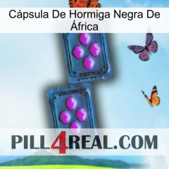 Cápsula De Hormiga Negra De África 03